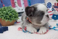 Brooke à la Mode -AKC - orange collar , a female French Bulldog for sale in Nevada, TX – 7 of 7