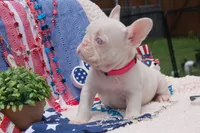 Pink Taffy - AKC - Hot Pink collar , a female French Bulldog for sale in Nevada, TX – 7 of 8