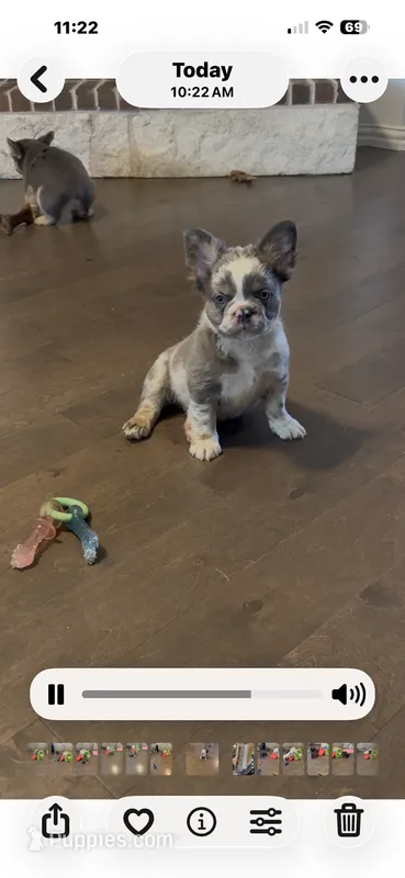 Moo-llennium crunch- blue collar  – French Bulldog puppy for sale in Nevada, TX