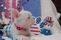 Pink Taffy - AKC - Hot Pink collar , a female French Bulldog for sale in Nevada, TX – 3 of 8