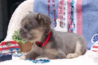 Tin Roof - AKC - red collar , a male French Bulldog for sale in Nevada, TX – 4 of 4