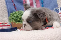 Brooke à la Mode -AKC - orange collar , a female French Bulldog for sale in Nevada, TX – 5 of 7
