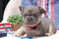 Tin Roof - AKC - red collar , a male French Bulldog for sale in Nevada, TX – 1 of 4