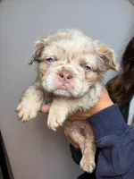 Stella AKC , a female French Bulldog for sale in Nevada, TX – 3 of 5