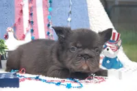 Nutella Truffles AKC - Teal Collar, a male French Bulldog for sale in Nevada, TX – 3 of 6