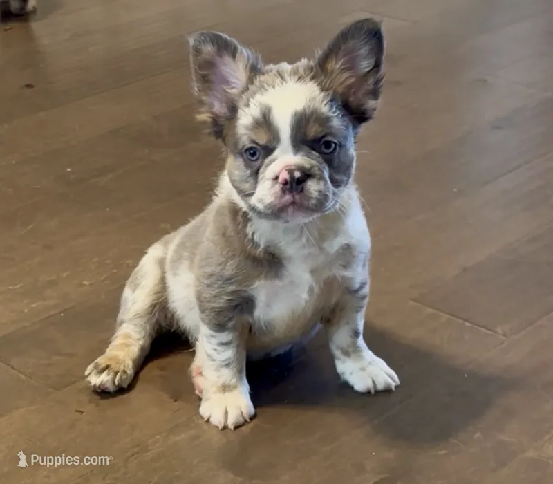 Fat Boy - Red Collar  – French Bulldog puppy for sale in Nevada, TX