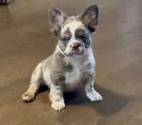 Fat Boy - Red Collar , a male French Bulldog for sale in Nevada, TX – 1 of 6