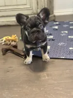 Brownie Smores AKC- orange collar, a male French Bulldog for sale in Nevada, TX – 3 of 8