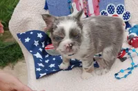 Moo-llennium crunch- blue collar , a male French Bulldog for sale in Nevada, TX – 4 of 7