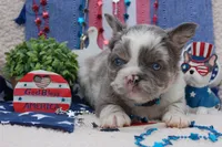 Moo-llennium crunch- blue collar , a male French Bulldog for sale in Nevada, TX – 6 of 7