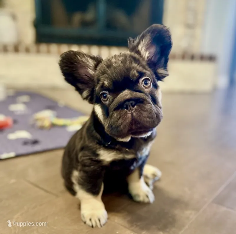 Brownie Smores AKC- orange collar – French Bulldog puppy for sale in Nevada, TX