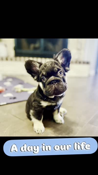 Fat Boy - Red Collar , a male French Bulldog for sale in Nevada, TX – 6 of 6