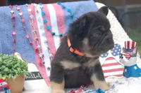 Brownie Smores AKC- orange collar, a male French Bulldog for sale in Nevada, TX – 4 of 5