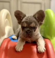 Tin Roof - AKC - red collar , a male French Bulldog for sale in Nevada, TX – 2 of 8