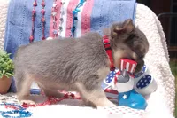 Tin Roof - AKC - red collar , a male French Bulldog for sale in Nevada, TX – 3 of 4