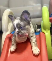 Fat Boy - Red Collar , a male French Bulldog for sale in Nevada, TX – 3 of 6