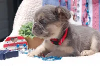 Tin Roof - AKC - red collar , a male French Bulldog for sale in Nevada, TX – 2 of 4