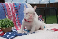 Pink Taffy - AKC - Hot Pink collar , a female French Bulldog for sale in Nevada, TX – 5 of 8