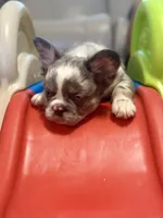 Fat Boy - Red Collar , a male French Bulldog for sale in Nevada, TX – 2 of 6