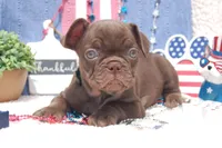 Pecan Toffee AKC- green collar, a male French Bulldog for sale in Nevada, TX – 4 of 5