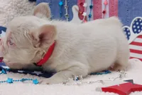 Pink Cheescake -AKC - pink collar , a female French Bulldog for sale in Nevada, TX – 7 of 9