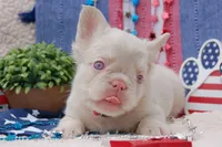 Pink Cheescake -AKC - pink collar , a female French Bulldog for sale in Nevada, TX – 2 of 9