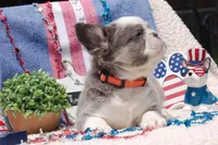 Brooke à la Mode -AKC - orange collar , a female French Bulldog for sale in Nevada, TX – 2 of 7