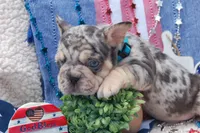 Cosmic Cookie AKC , a male French Bulldog for sale in Nevada, TX – 4 of 7