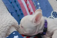 Pink Nougat AKC - Purple Collar, a male French Bulldog for sale in Nevada, TX – 5 of 6