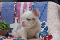 Oatmeal cream pie - AKC - yellow collar , a female French Bulldog for sale in Nevada, TX – 7 of 8