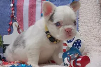 Oatmeal cream pie - AKC - yellow collar , a female French Bulldog for sale in Nevada, TX – 6 of 8