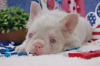 Pink Cheescake -AKC - pink collar , a female French Bulldog for sale in Nevada, TX – 4 of 9