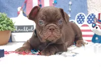 Pecan Toffee AKC- green collar, a male French Bulldog for sale in Nevada, TX – 5 of 5