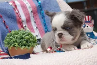 Brooke à la Mode -AKC - orange collar , a female French Bulldog for sale in Nevada, TX – 4 of 7
