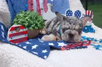 Cosmic Cookie AKC , a male French Bulldog for sale in Nevada, TX – 6 of 7