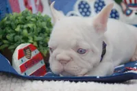 Pink Nougat AKC - Purple Collar, a male French Bulldog for sale in Nevada, TX – 4 of 6