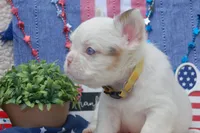 Oatmeal cream pie - AKC - yellow collar , a female French Bulldog for sale in Nevada, TX – 4 of 8
