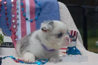 Rum Raisin - AKC- purple collar, a male French Bulldog for sale in Nevada, TX – 2 of 3