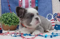 Brooke à la Mode -AKC - orange collar , a female French Bulldog for sale in Nevada, TX – 1 of 7