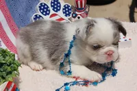 Rum Raisin - AKC- purple collar, a male French Bulldog for sale in Nevada, TX – 3 of 3