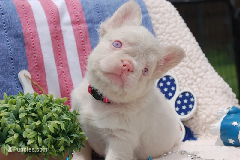 Pink Cheescake -AKC - pink collar  – French Bulldog puppy for sale in Nevada, TX