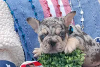 Cosmic Cookie AKC , a male French Bulldog for sale in Nevada, TX – 5 of 7
