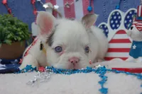 Oatmeal cream pie - AKC - yellow collar , a female French Bulldog for sale in Nevada, TX – 8 of 8