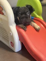 Brownie Smores AKC- orange collar, a male French Bulldog for sale in Nevada, TX – 1 of 7