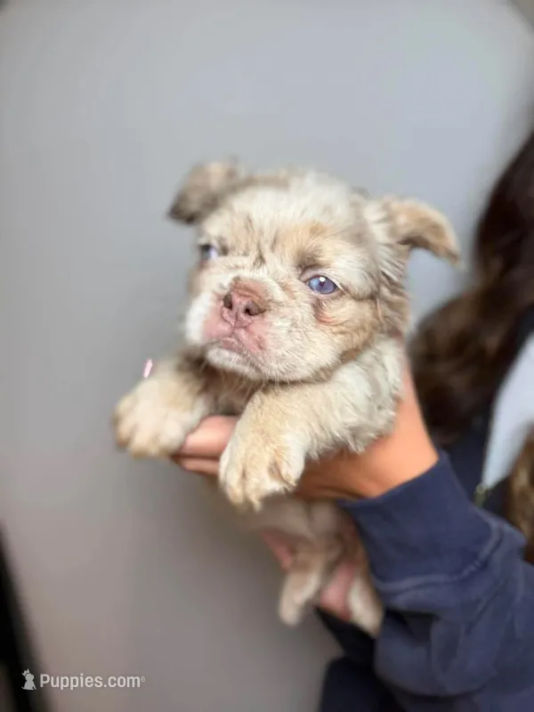 Stella AKC  – French Bulldog puppy for sale in Nevada, TX