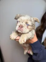 Stella AKC , a female French Bulldog for sale in Nevada, TX – 1 of 5