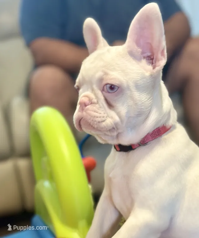 Pink Taffy - AKC - Hot Pink collar  – French Bulldog puppy for sale in Nevada, TX