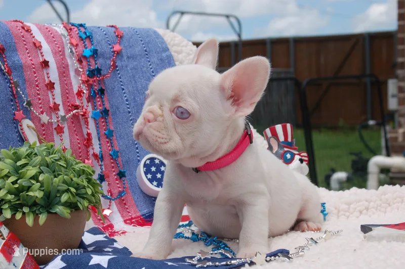 Pink Taffy - AKC - Hot Pink collar  – French Bulldog puppy for sale in Nevada, TX