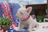 Pink Taffy - AKC - Hot Pink collar , a female French Bulldog for sale in Nevada, TX – 1 of 8