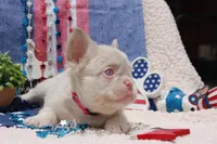 Pink Cheescake -AKC - pink collar , a female French Bulldog for sale in Nevada, TX – 9 of 9